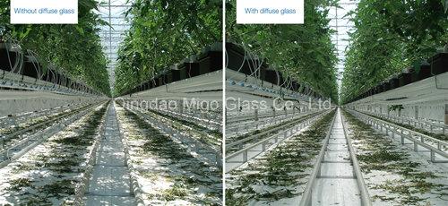 product-1-1 High Haze Tempered Diffused Greenhouse Glass with TUV/SGS Certificates